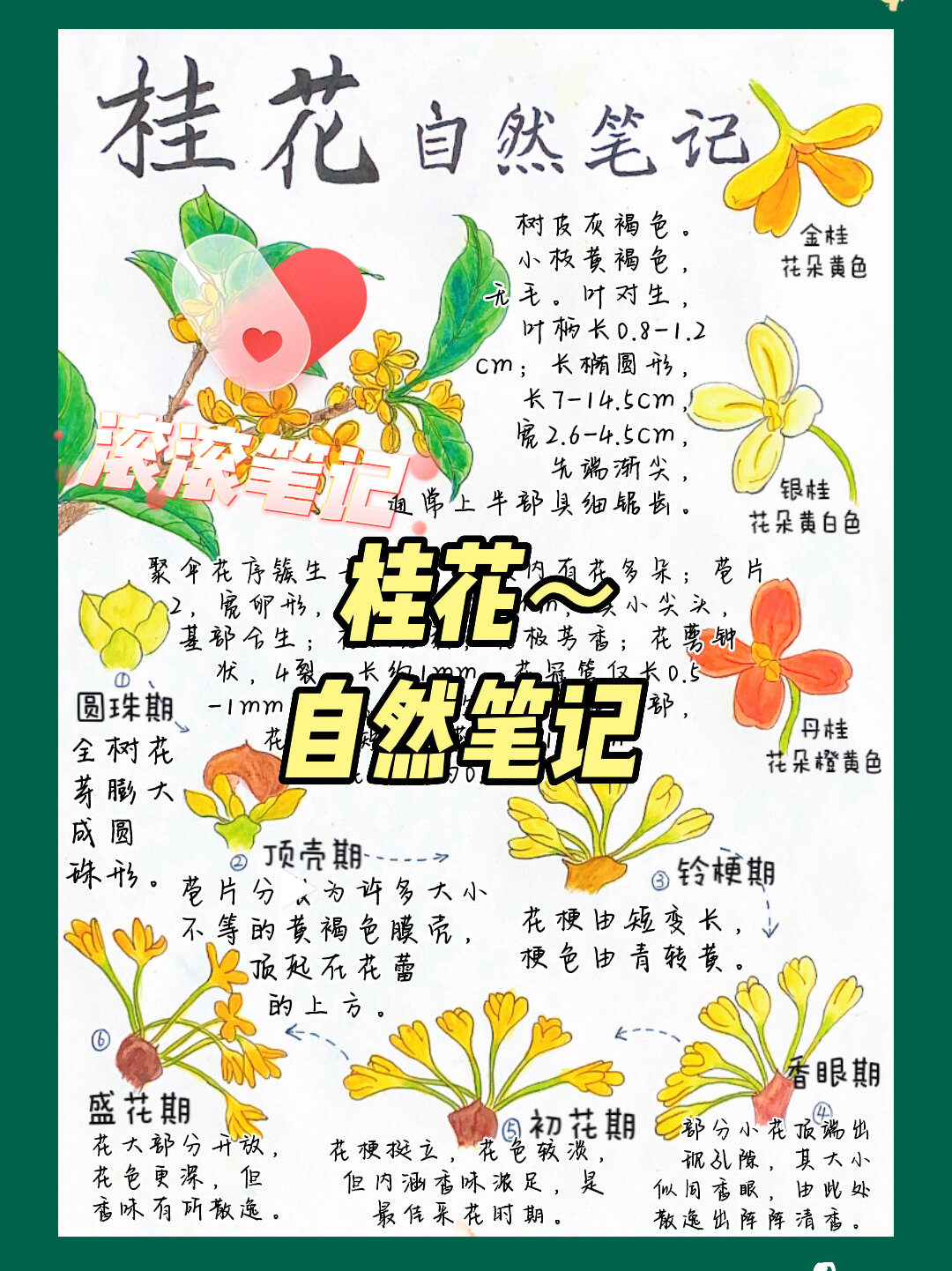原创手绘自然笔记～桂花