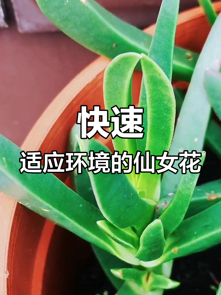 照波:生长迅速的多肉植物