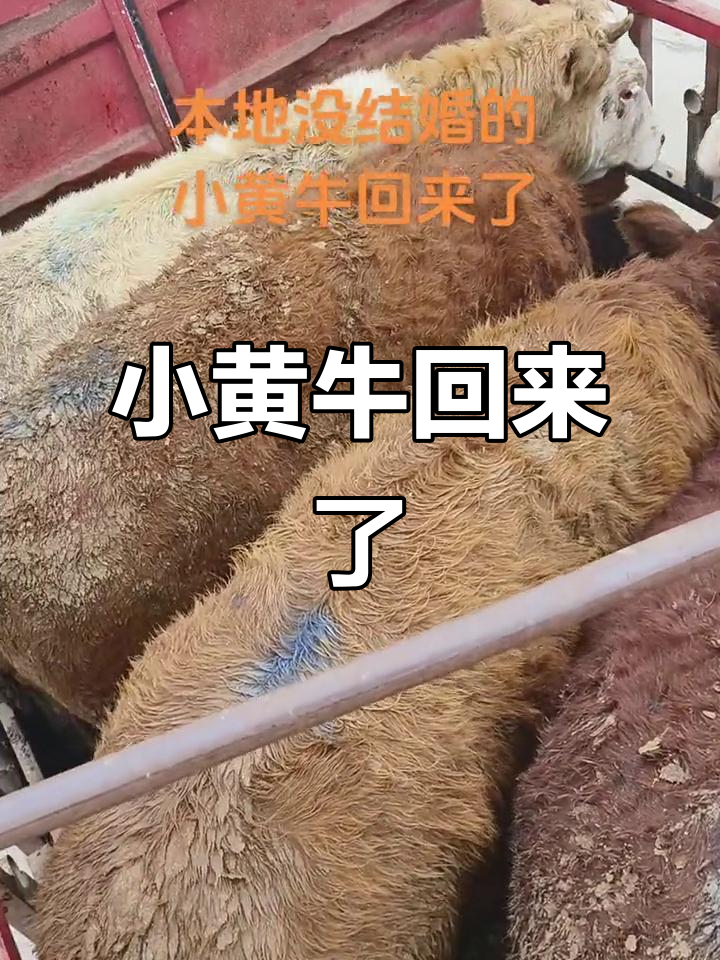 本地西门塔尔小黄牛归来,现宰黄牛肉新鲜出炉
