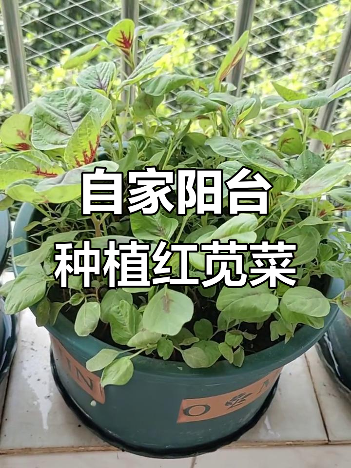 阳台种红苋菜，从播种到采摘全过程