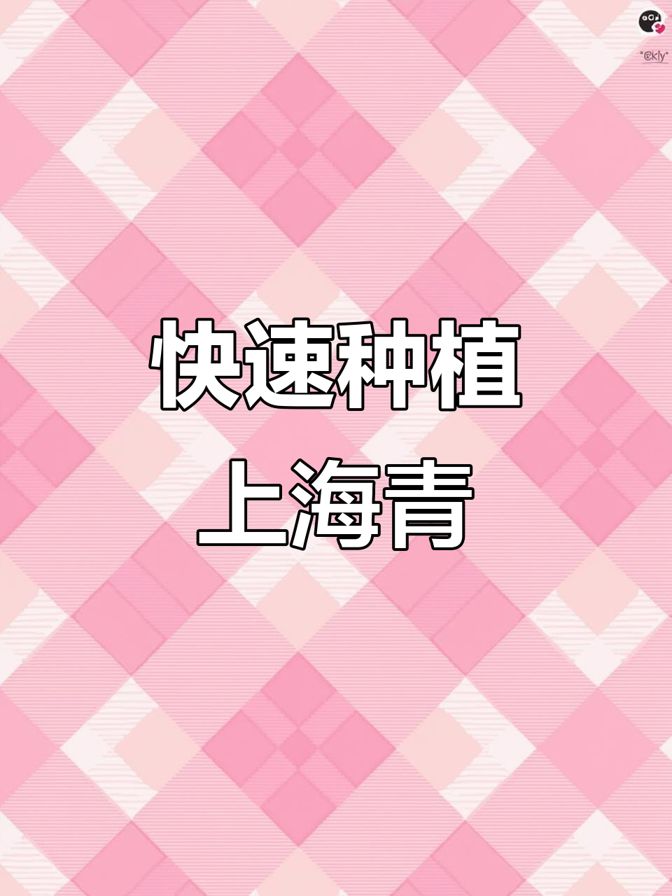 上海青小油菜,一个月速成美味蔬菜,耐寒又省心