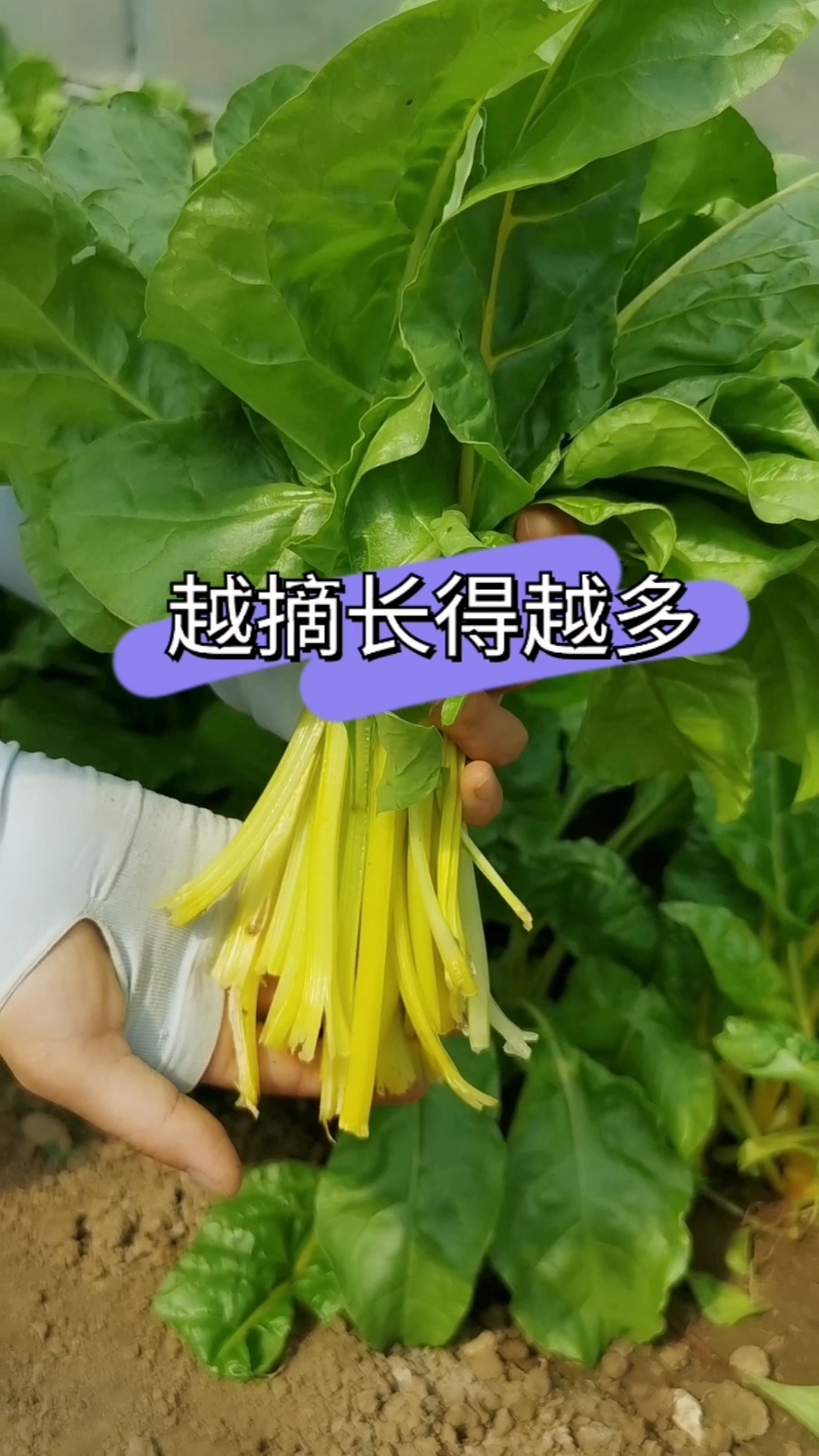 这个黄根达菜是掰叶子采收的,越掰长得越多