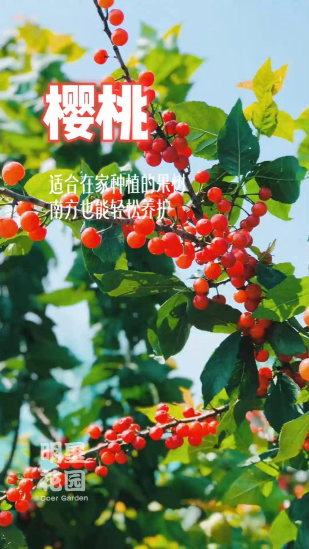 适合南方种植的樱桃,小小一棵树就能结出这么多的果子,真的又好看又好吃啊!吃樱桃的季节 樱桃