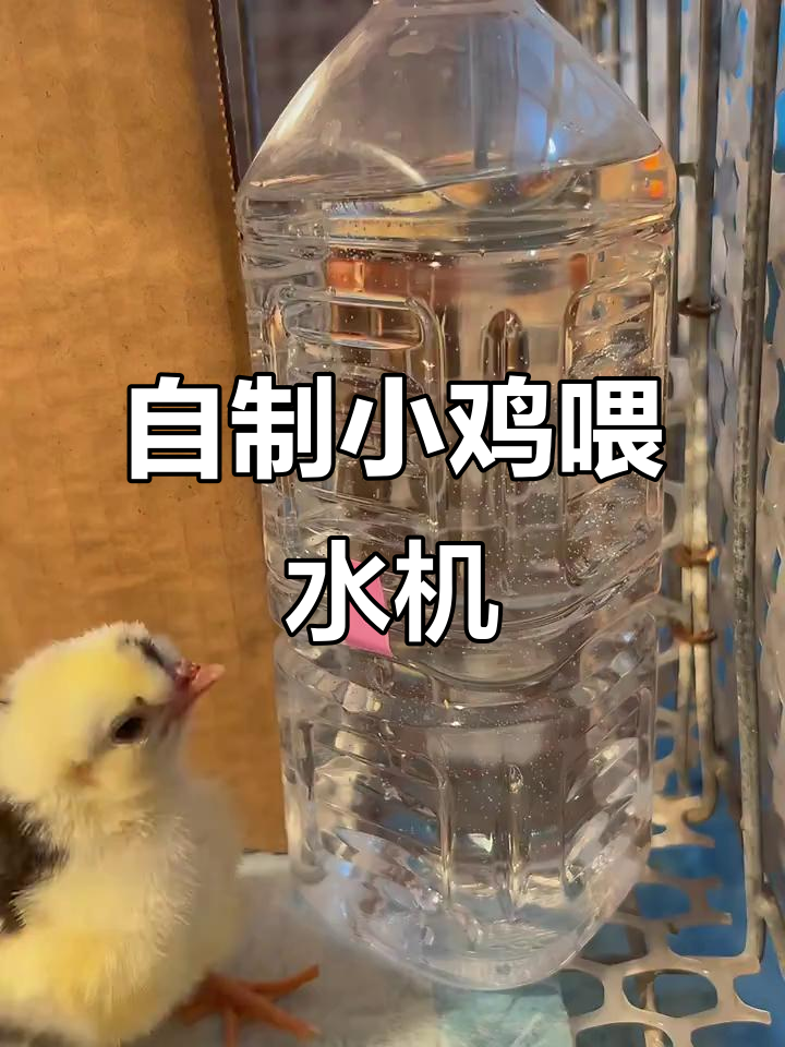 小鸡饮水器制作,防止羽毛湿感冒