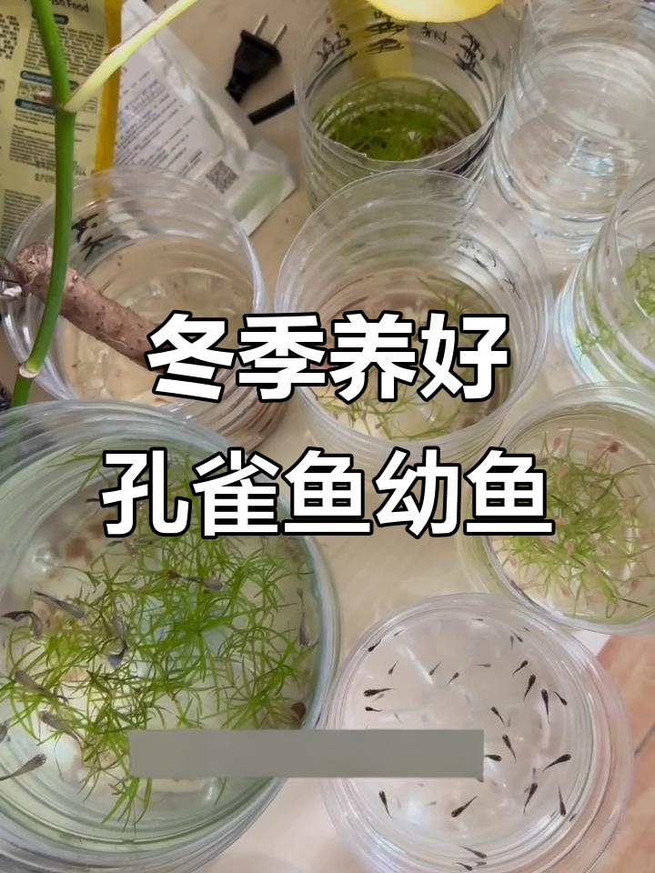 秋冬季节孔雀鱼幼鱼的养殖技巧,教你如何让它们健康快速成长