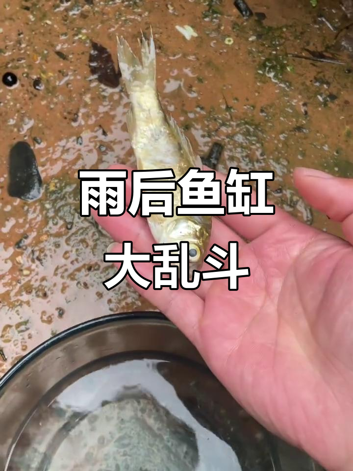 鱼缸里的“睡美人”们,彩虹鱼和黄金小鲨鱼的奇妙冒险