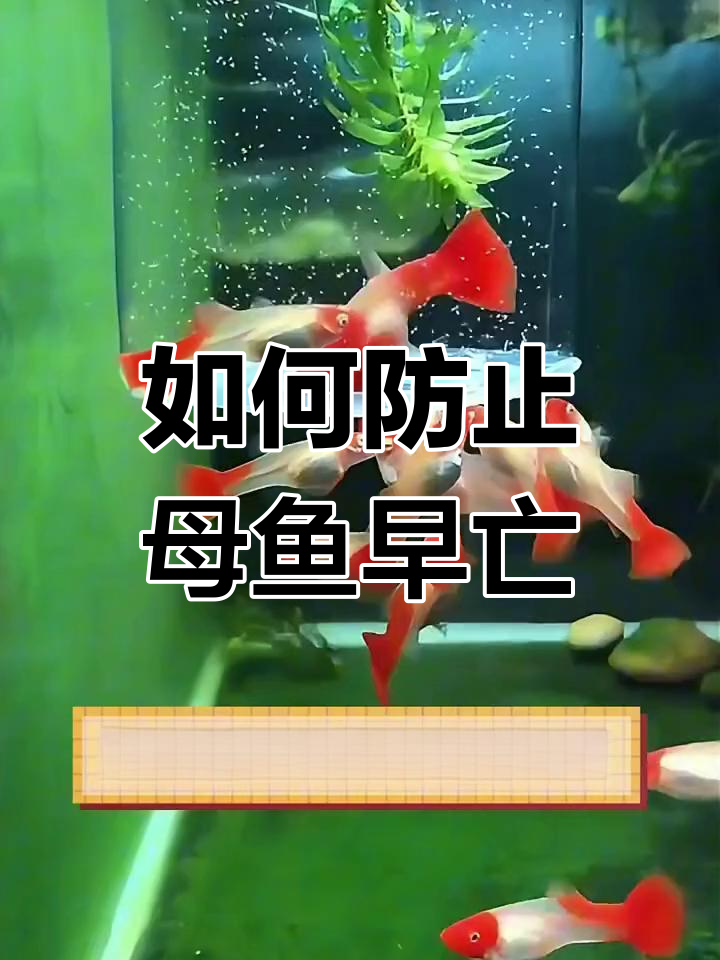 孔雀鱼生完宝宝后死亡的原因,如何避免?