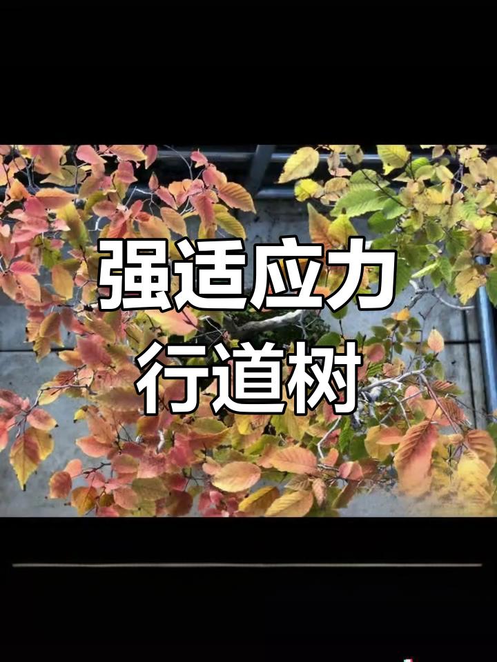 欧洲鹅耳枥:耐寒耐剪,秋季色彩惊艳