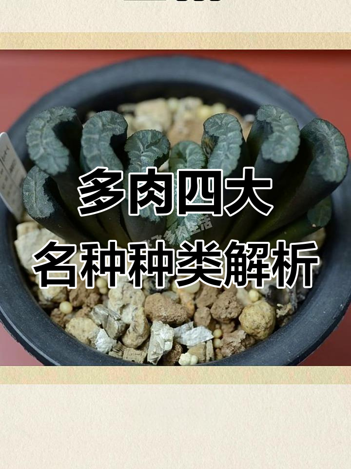 十二卷多肉四大名种揭秘:玉露、万象、兽等品种详解