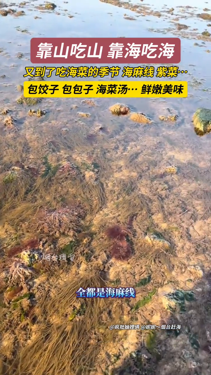 这种生活在海边的快乐谁懂啊?各种海菜鲜嫩美味,根本捡不完