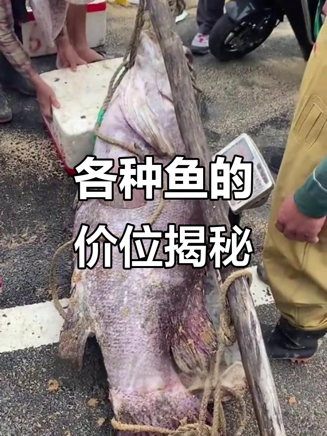 这些鱼值不值？从龙趸石斑到老鼠斑，价格差距大揭秘