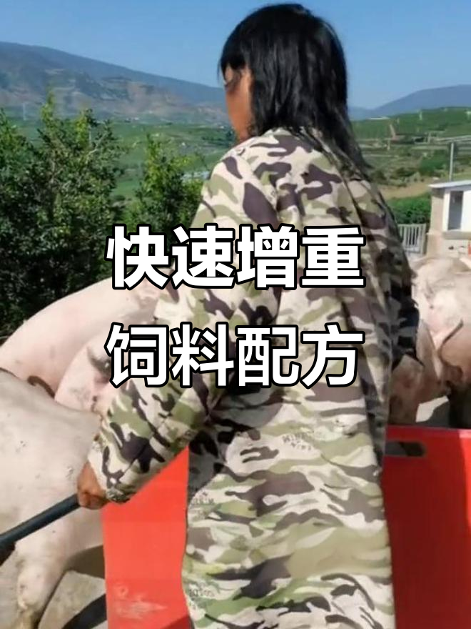 用黄豆玉米喂猪,七天见效!姜猪变肥猪的秘诀