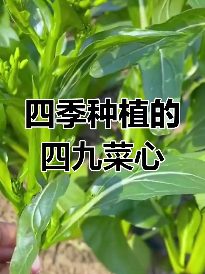 四九菜心:四季可种,耐寒又高产的蔬菜新宠