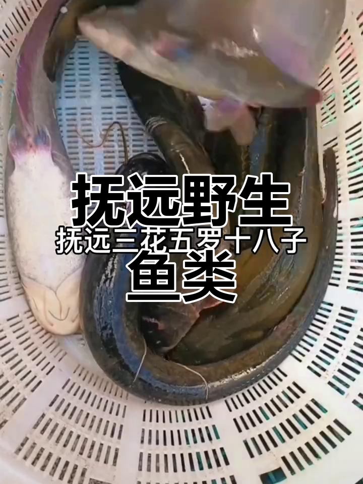 抚远江鱼全种大集合