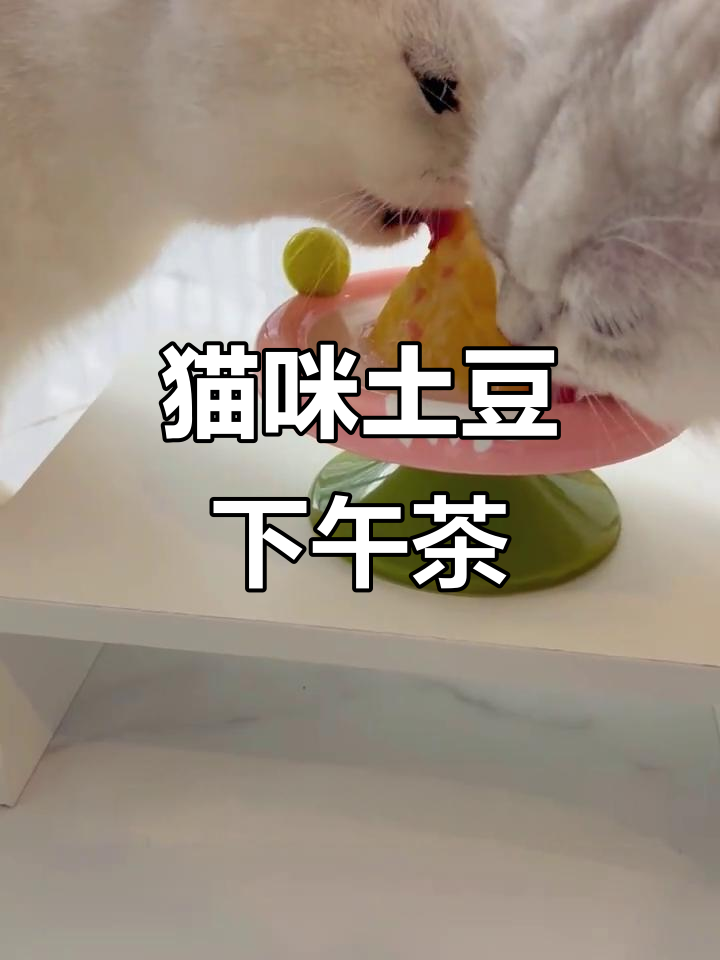 用土豆做猫咪下午茶,火山造型超可爱