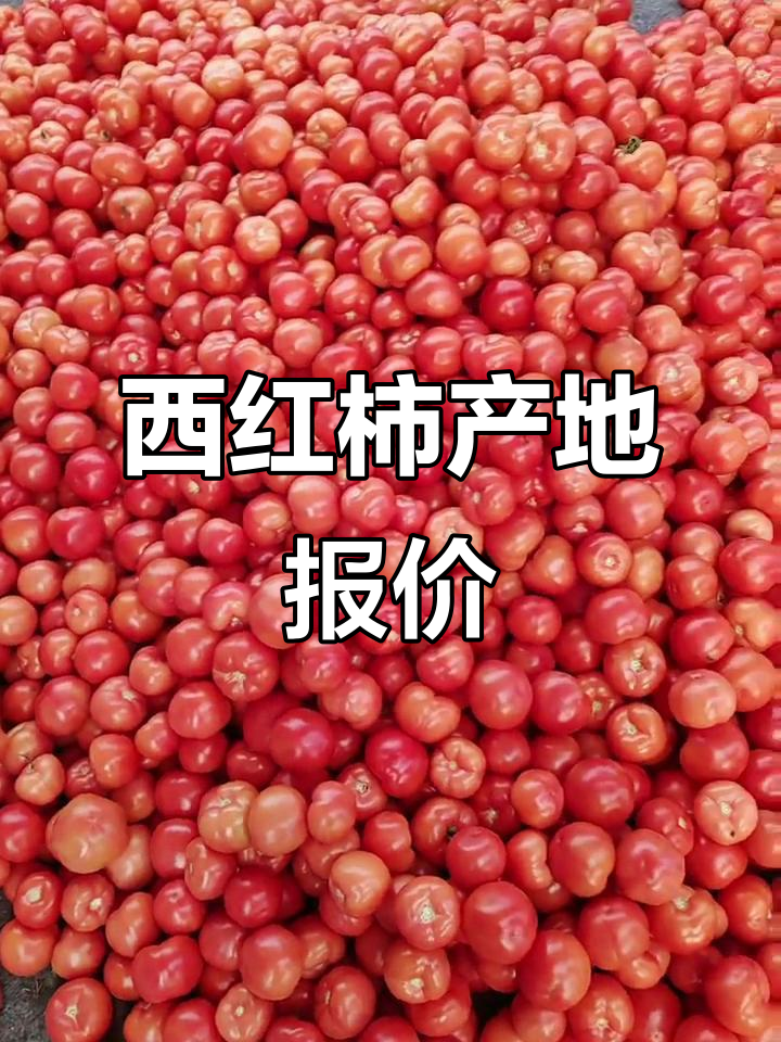 全国蔬菜原产地直供,西红柿价格行情大揭秘