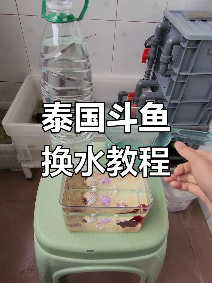 泰国斗鱼换水技巧大公开,如何正确清理鱼缸