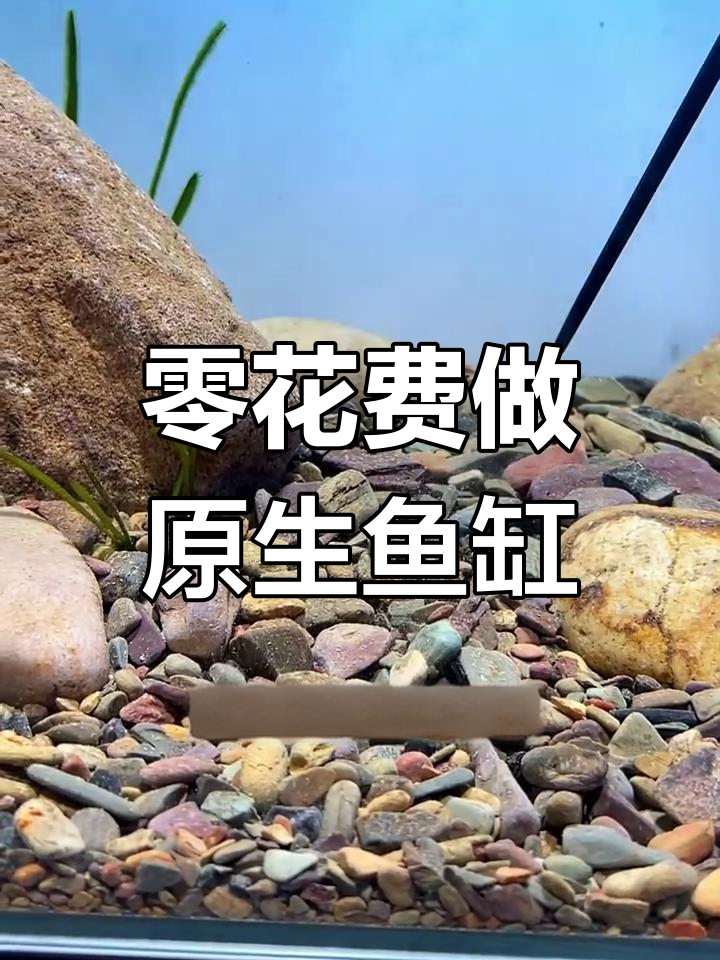 用小溪石子和鹅卵石打造原生缸,简单又清新