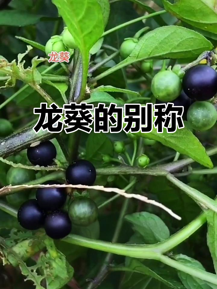 龙葵，别名白花菜或黑甜甜，你尝过吗？