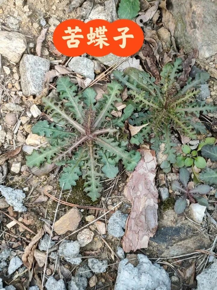 教你认识山野菜——苦碟子