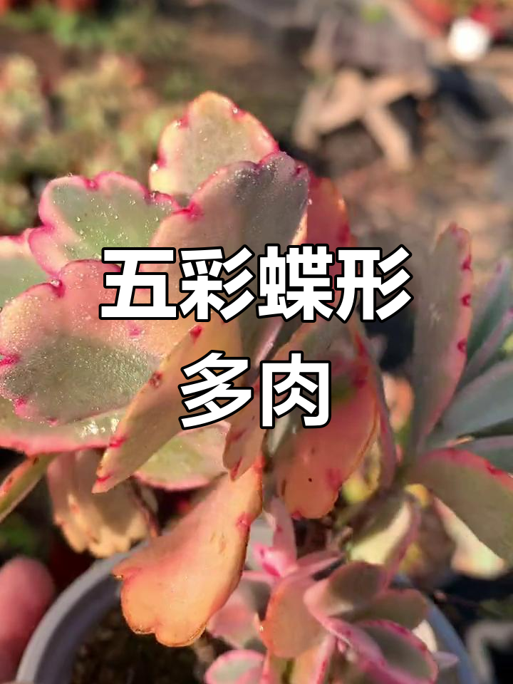 蝴蝶之舞多肉:五彩斑斓的美丽升级