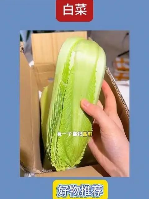 没想到网上买东西这么划算品质还这么好#龙牙白菜 #优质农产品 #新鲜蔬菜