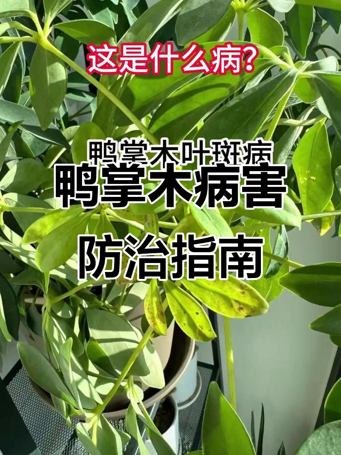 鸭掌木常见病虫害全解析,如何防治叶斑病、蚜虫等