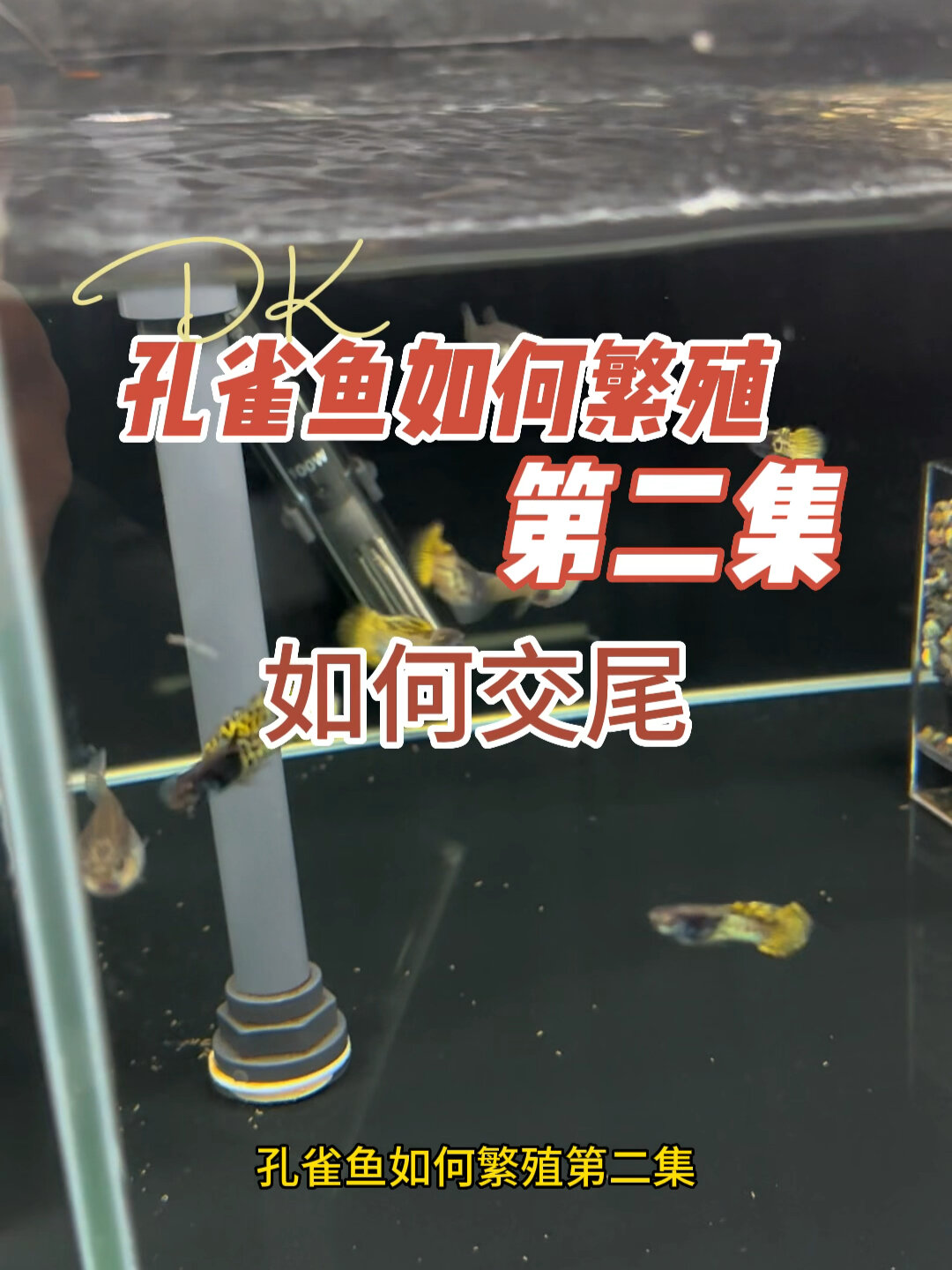 孔雀鱼繁殖第二集,孔雀鱼是如何交配的呢?