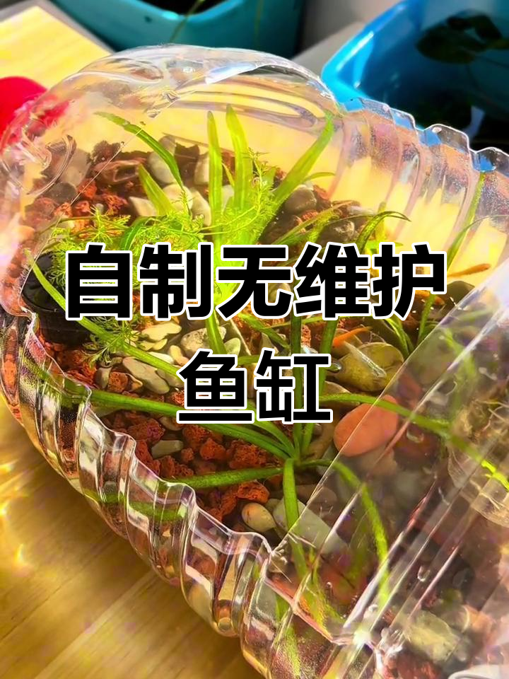 矿泉水桶变生态鱼缸，无需过滤、打氧和换水