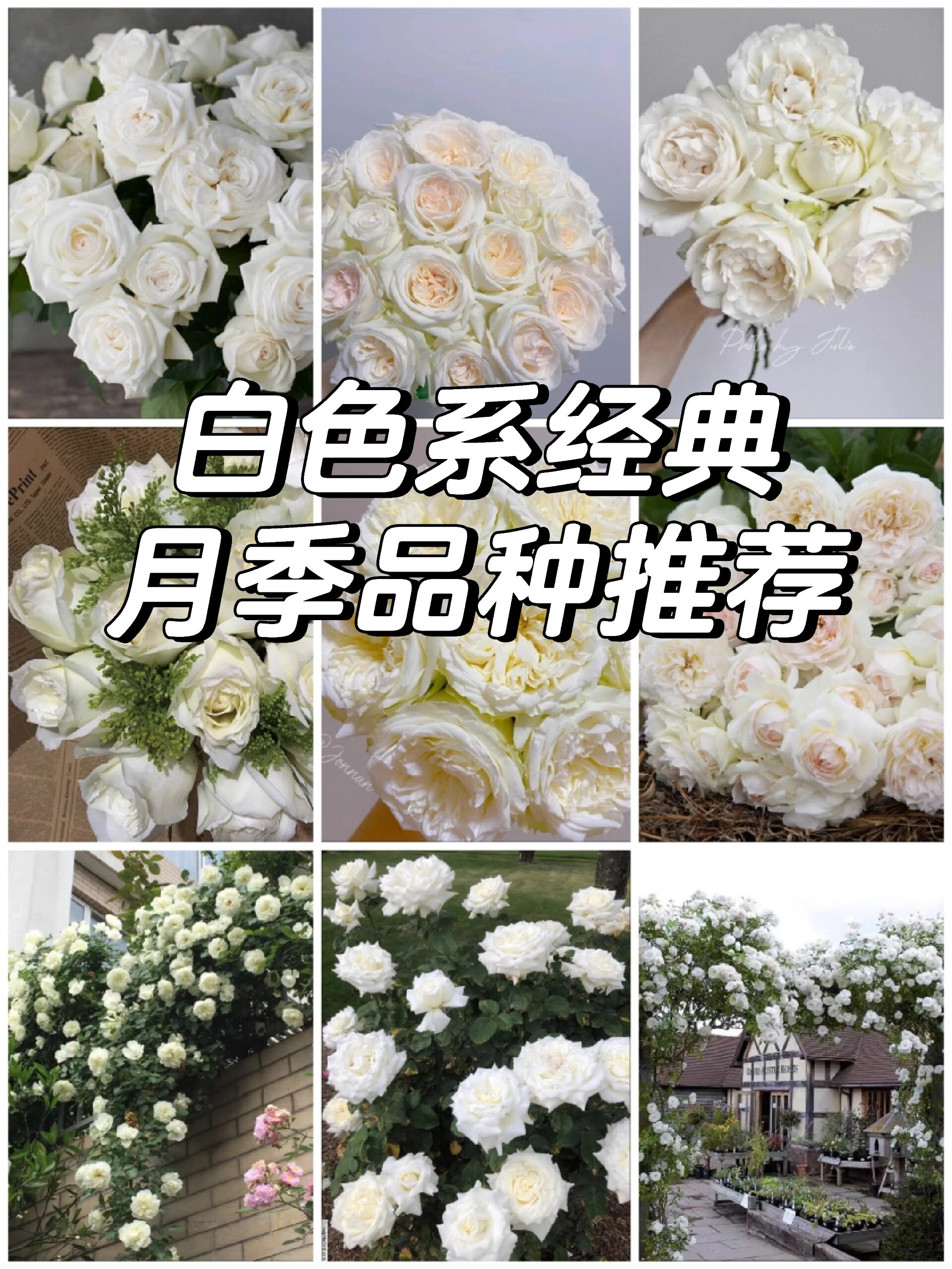 白色系经典月季品种推荐