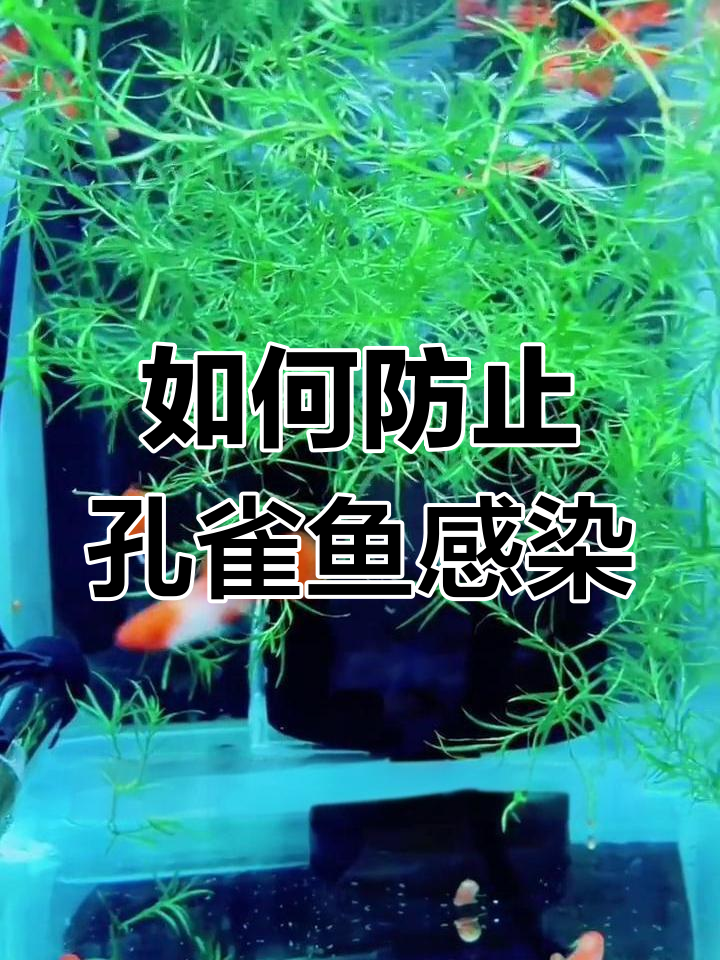 孔雀鱼溃烂原因及应对方法