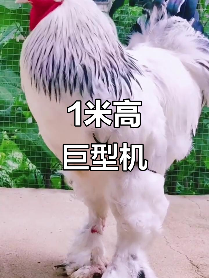 美国巨型公鸡,体重30斤堪比小孩!