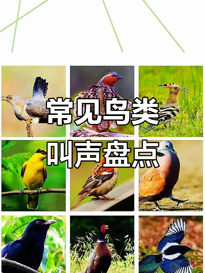这些鸟叫声你听过几种?从小到大都熟悉的旋律