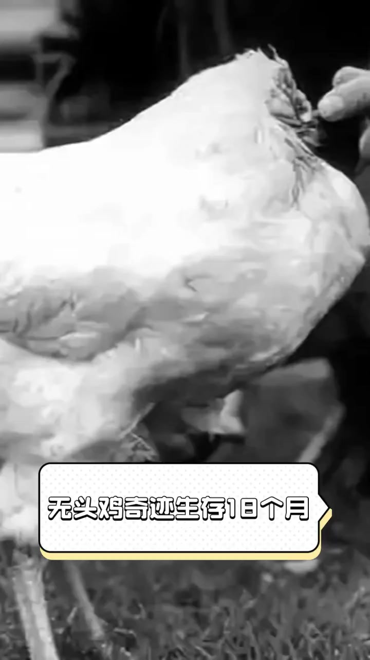 无头鸡奇迹生存18个月