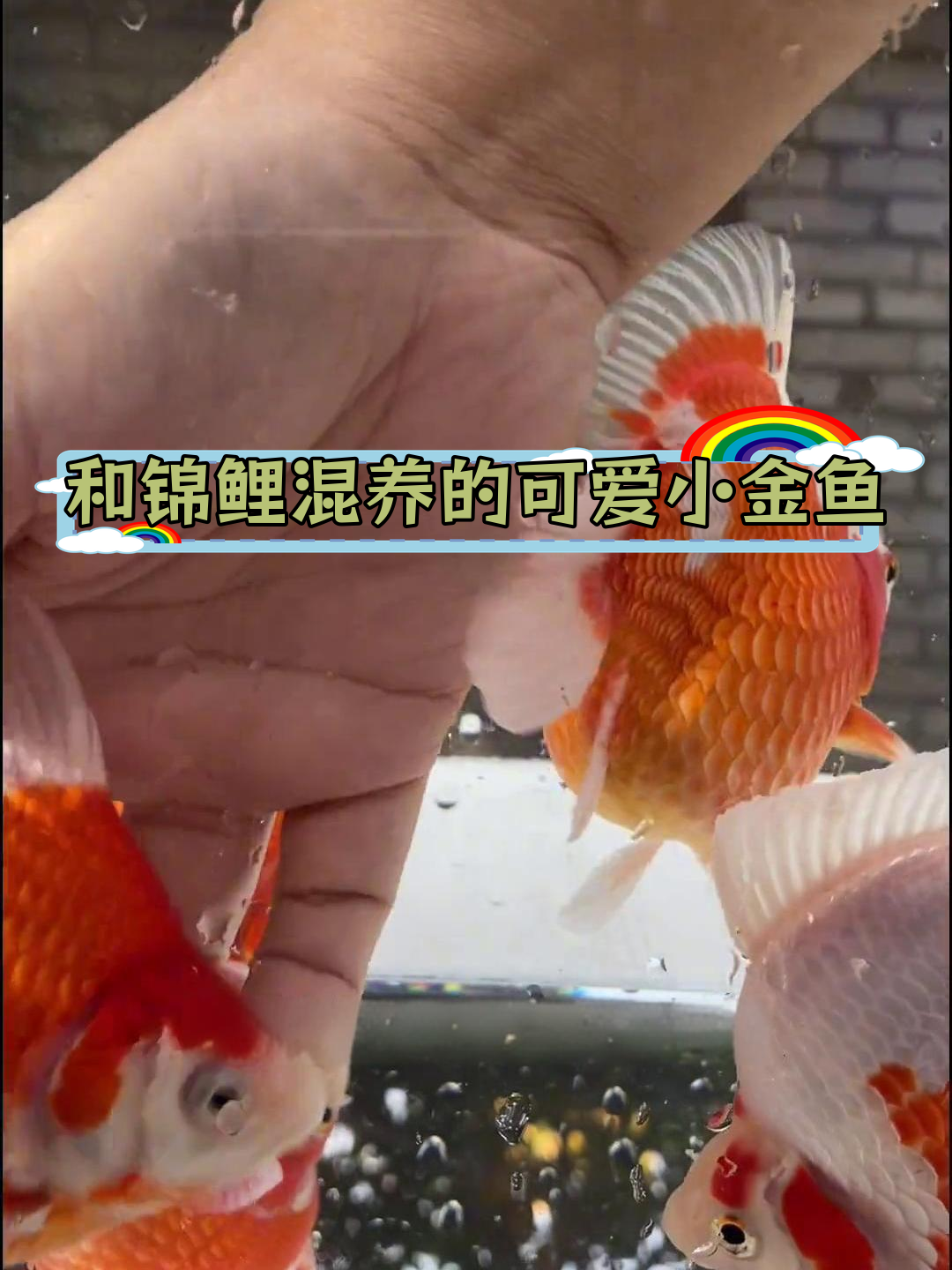玉鲭金鱼,锦鲤池中的美丽伴侣