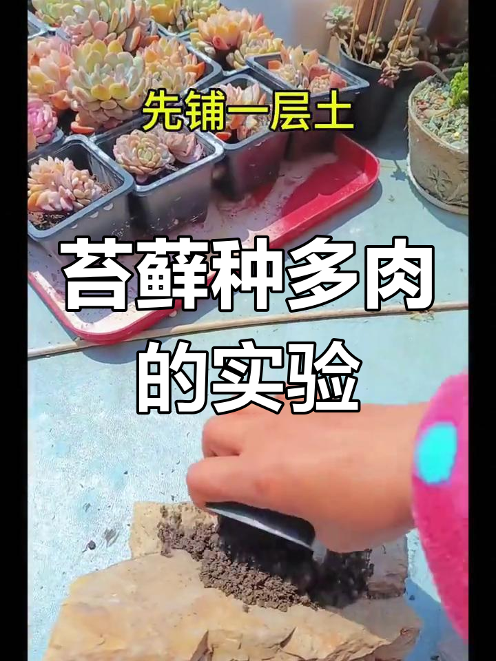 用苔藓种多肉,竟然发芽了!