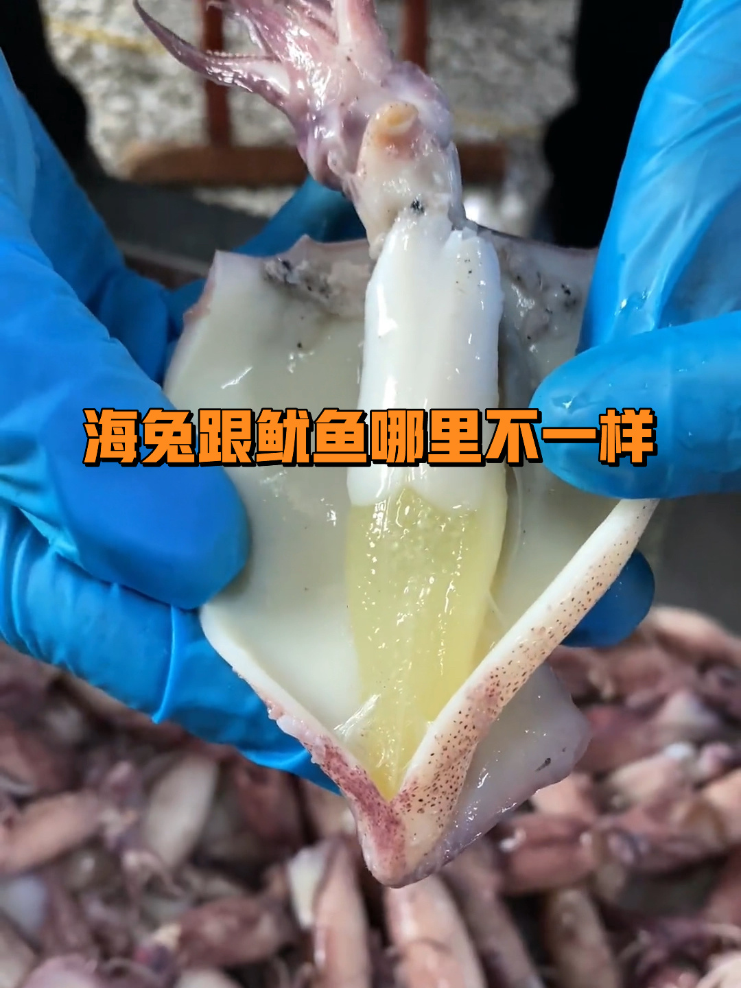 海兔跟鱿鱼哪里不一样,你知道吗?