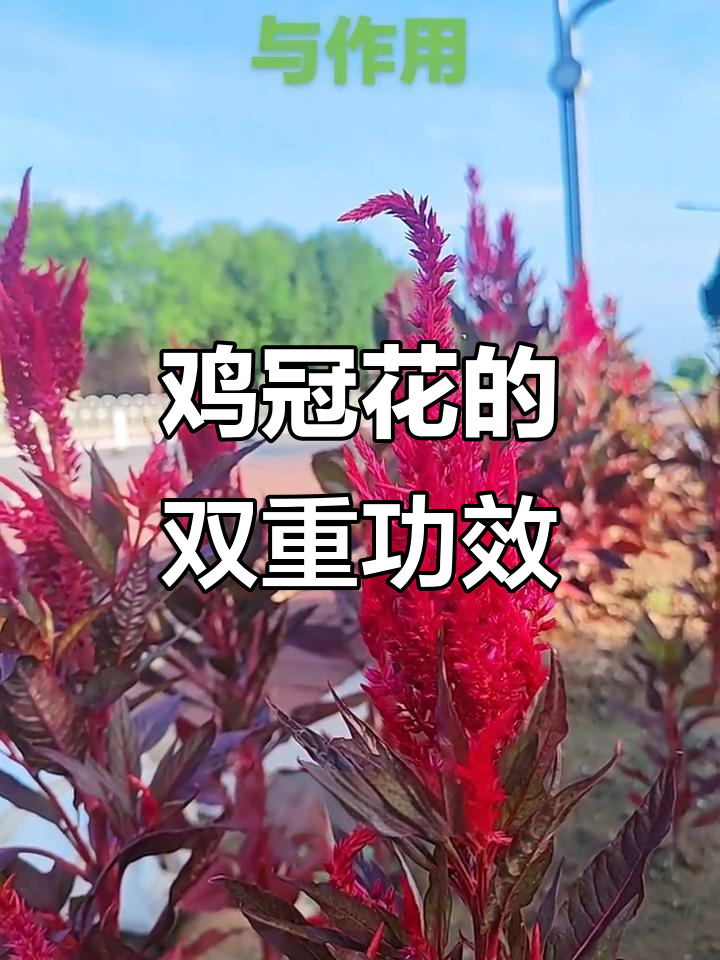 鸡冠花:止血、止带双效搭配,女性必备良方