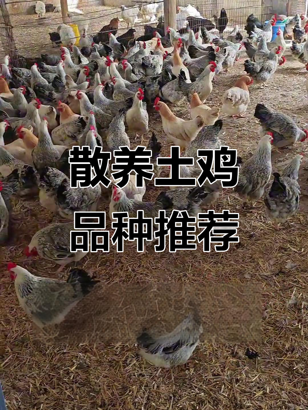 散养土鸡品种大揭秘:绿壳蛋、雪莲乌鸡,哪种最适合你?