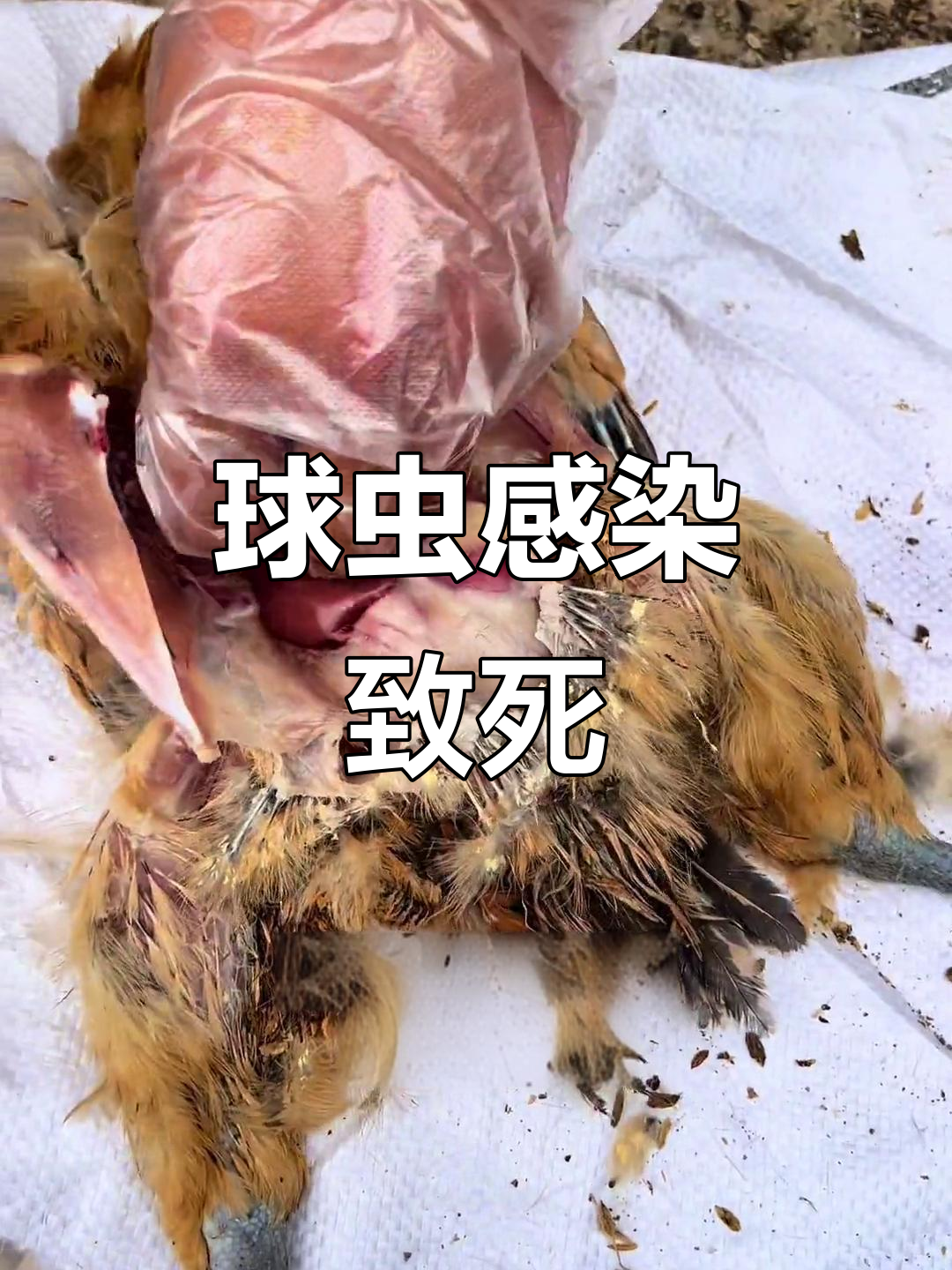 球虫病大爆发！八千只鸡出血严重，解剖揭示盲肠问题