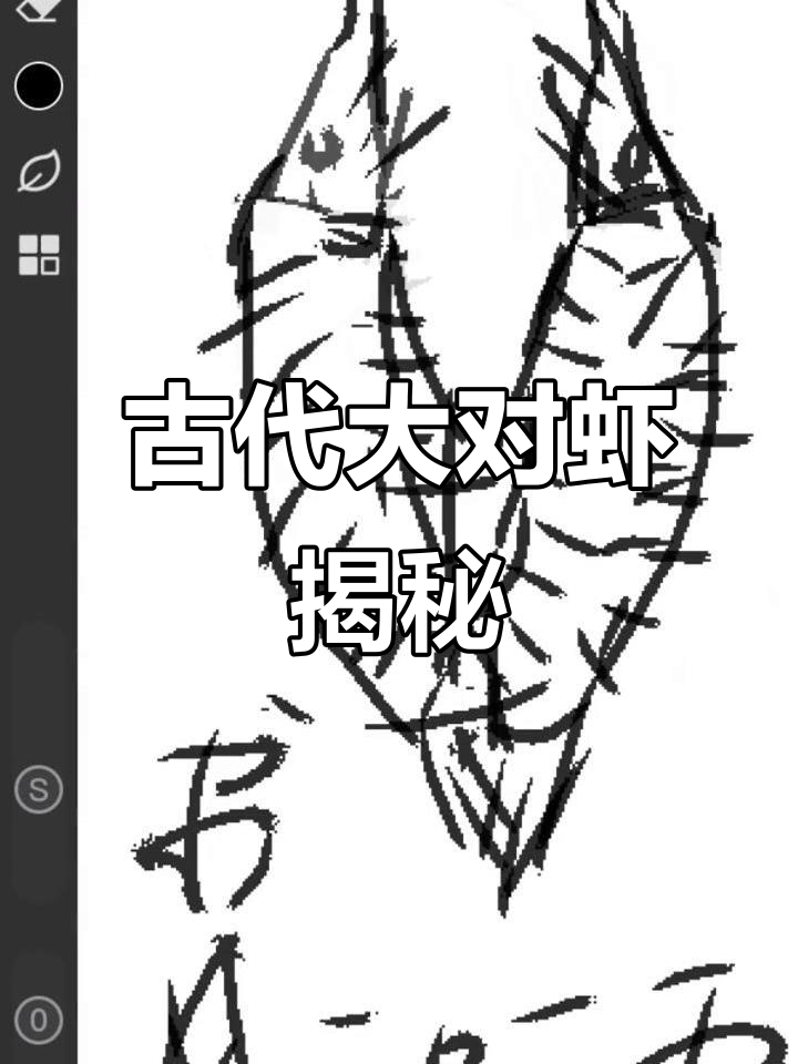 渤海湾大对虾,见过吗?