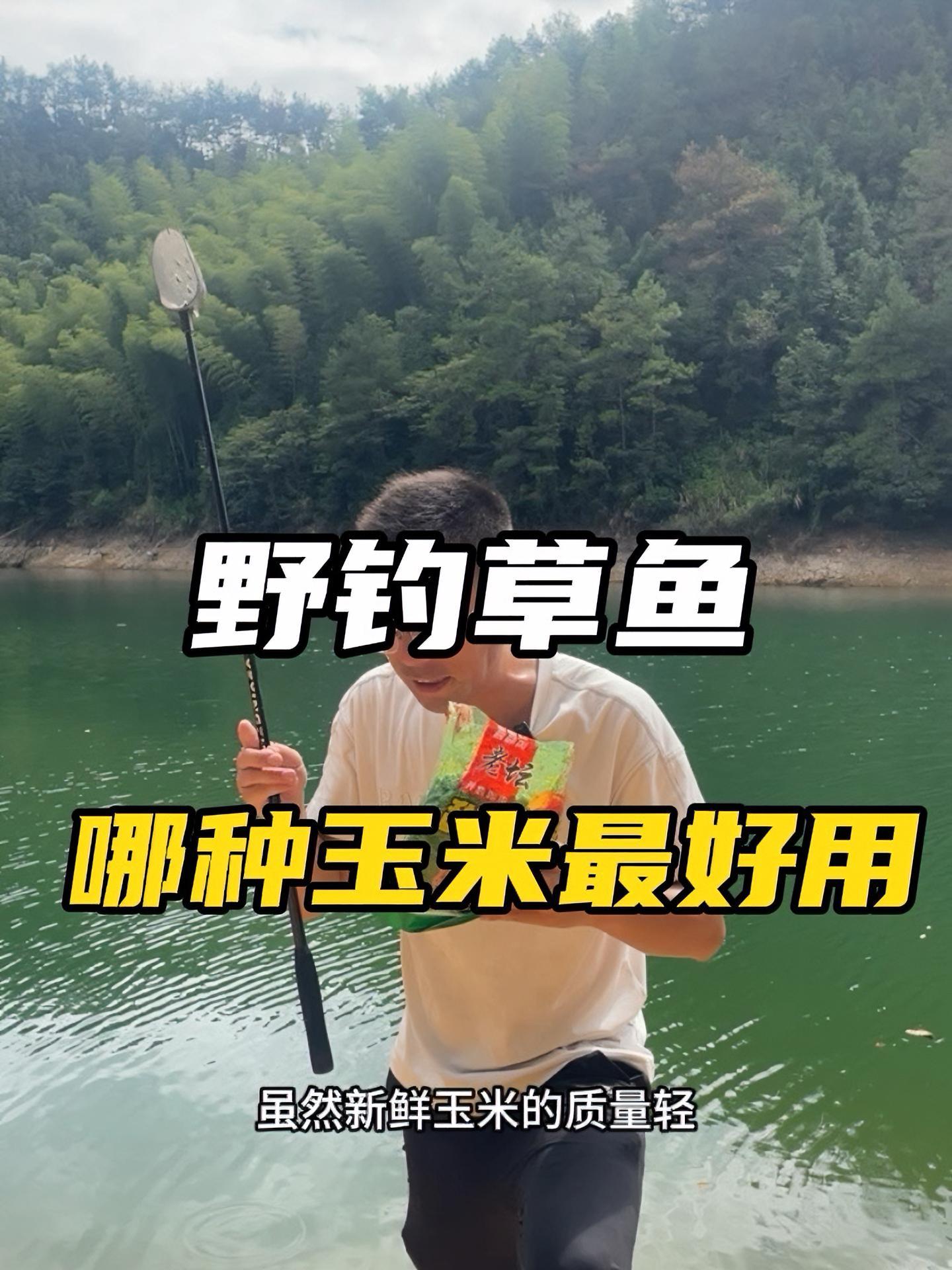 野钓草鱼哪种玉米最好用,发酵玉米完胜新鲜玉米 野钓 钓鱼技巧 野钓草鱼 老坛甜薯