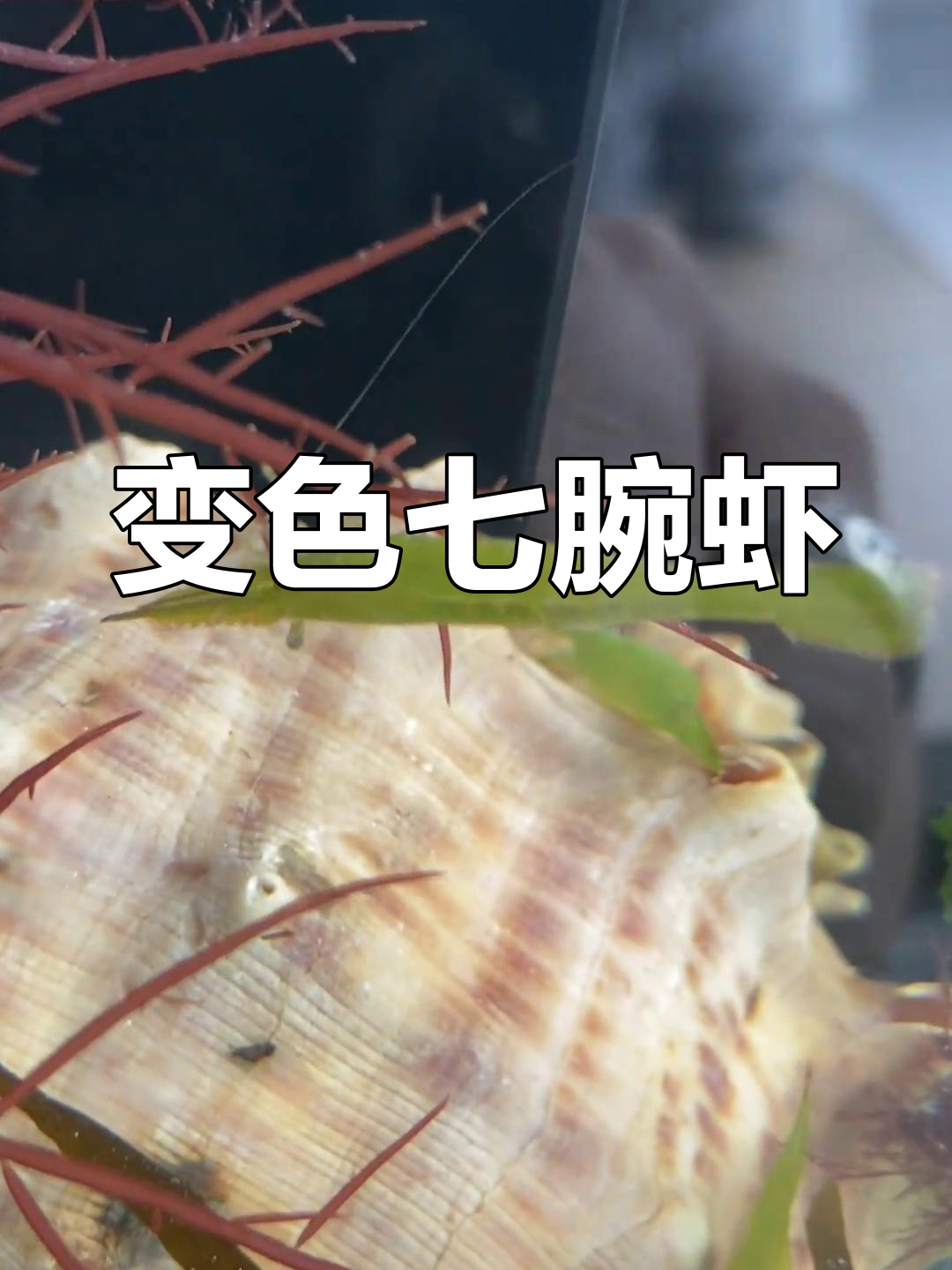 翠绿虾变色大揭秘,吃藻颜色变!
