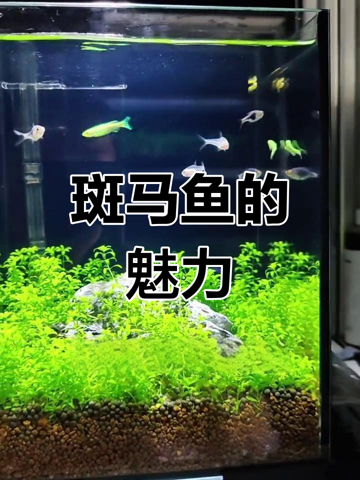 斑马鱼色彩鲜艳,群居生活超有趣,大小缸都能轻松养!