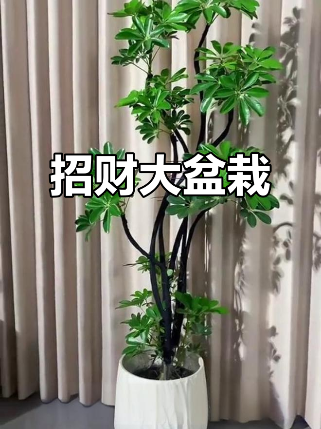 鸭脚木,招财绿植,室内大型盆栽,黄金榕造型