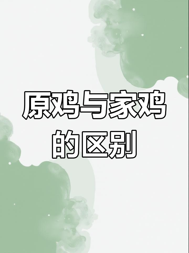 鸡的祖宗竟是这种“原鸡”,颜值差距大,你见过吗?