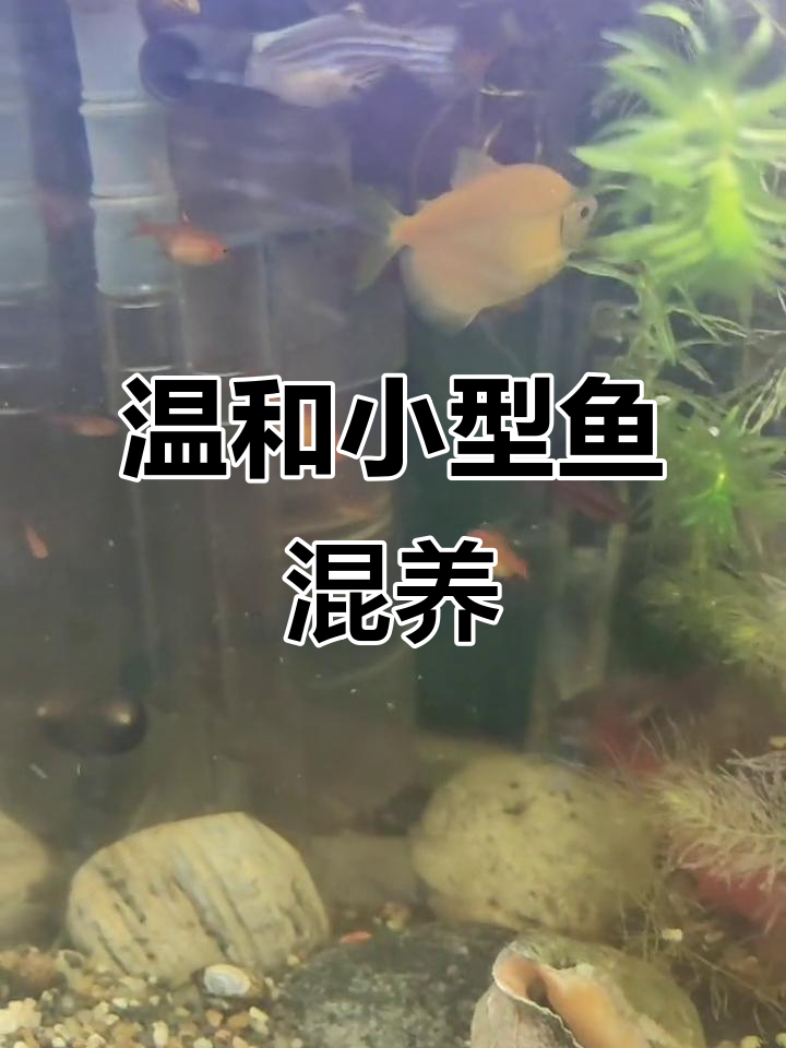 甜心柠檬灯鱼:温和群游,稀有品种人工繁殖