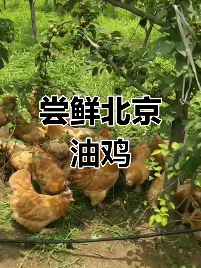 北京油鸡:宫廷黄鸡的独特风味,散养土鸡的美味体验