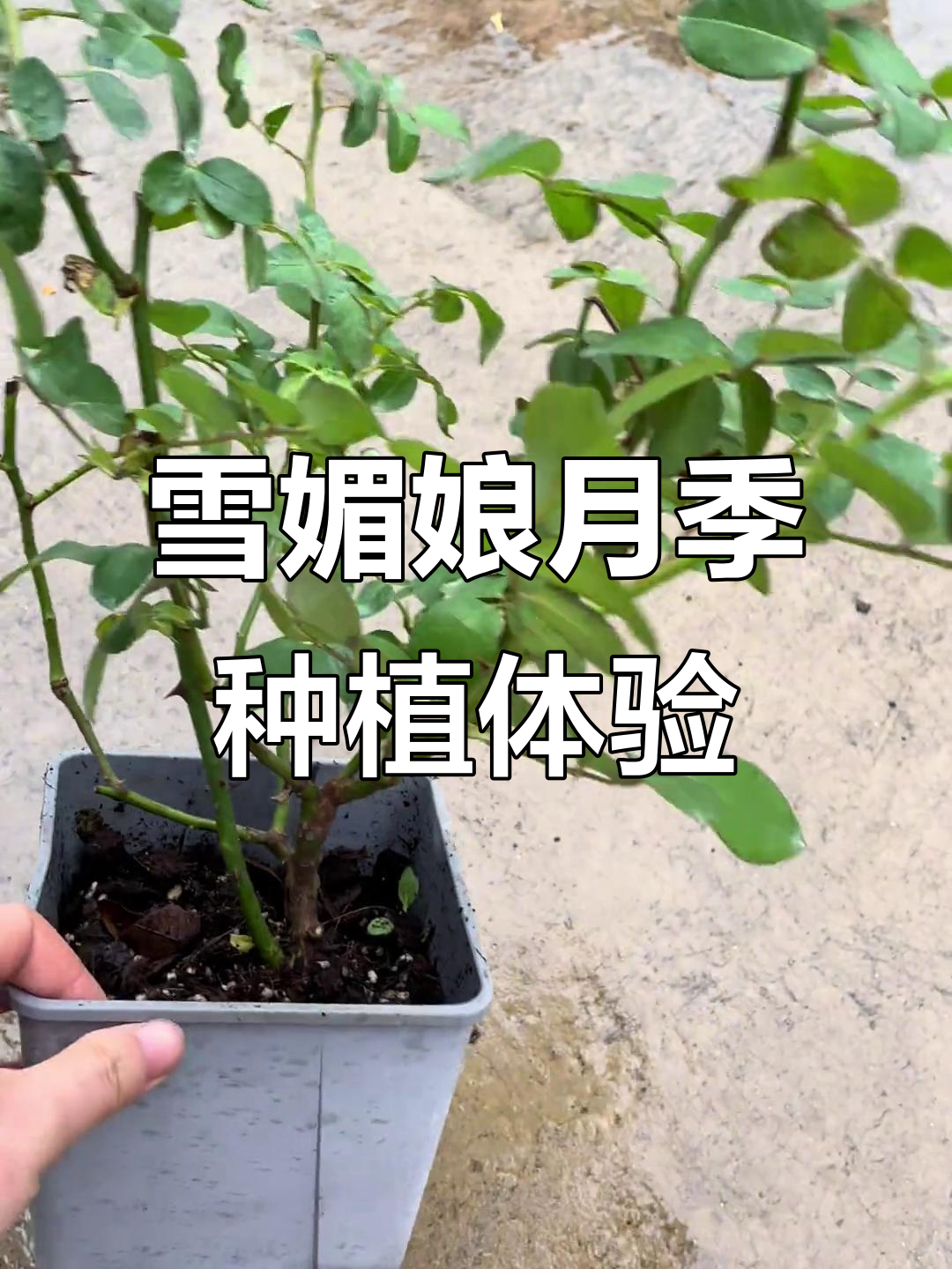 月季新品种雪媚娘,抗病性差但长势慢