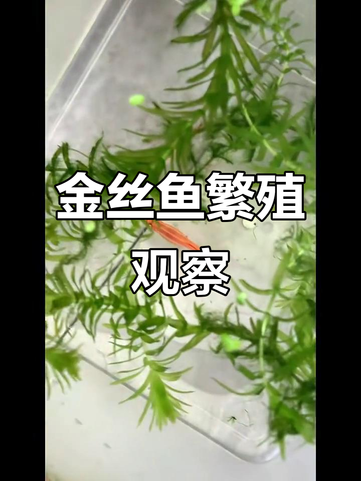 白云金丝鱼繁殖揭秘:三条母鱼的受精率如何提高